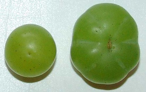 01-07-08 grape_bottom