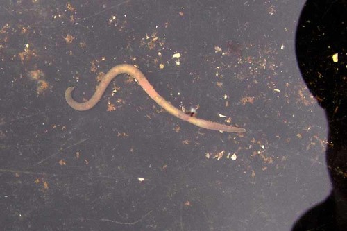 01-18-08 earthworm