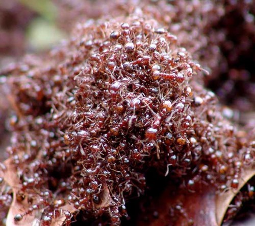 01-29-08_ants
