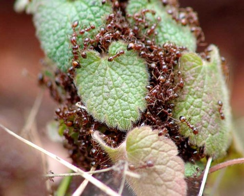 picture of ants on plant