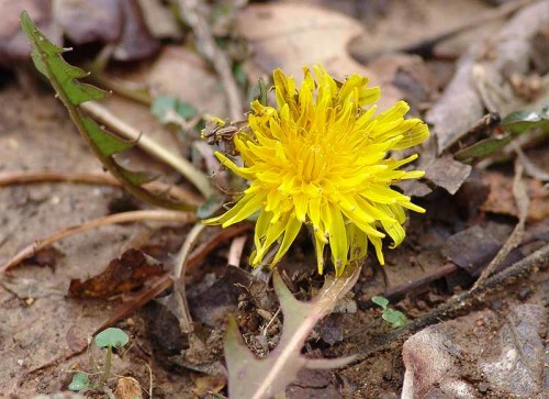 picture of dandelion