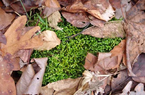 picture of moss and brown leaves