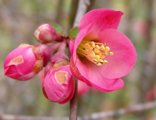 picture of quince blooms