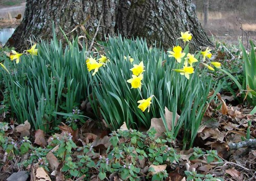 02-19-08 DAFFODILS
