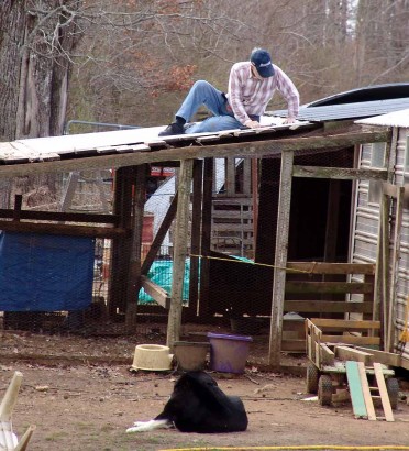 The Farmer fixing the roof on the peafowl's pen.