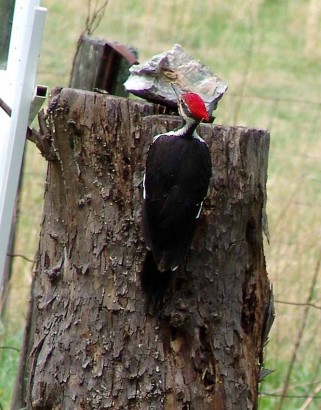 Pileated Woodpecker
