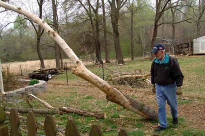 The Farmer Surveying Fallen Tree The Farmer Surveying Fallen Tree