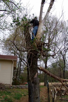 The Farmer in a tree. The Farmer in a tree.