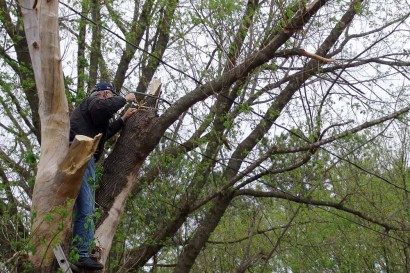 The Farmer up in a tree. The Farmer up in a tree.