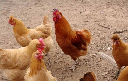 Rooster with no tail feathers. Rooster with no tail feathers.