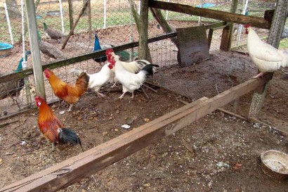 Roosters in pen. Roosters in pen.