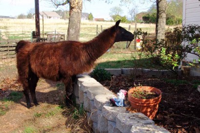 Llama Samson eating leaves off rosebush.