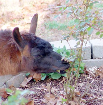 Llama eating rose leaves.