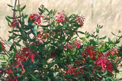 Hummingbird sipping from Alabama Crimson Tide Honeysuckle blossoms.