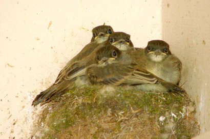 Baby Birds Baby Birds