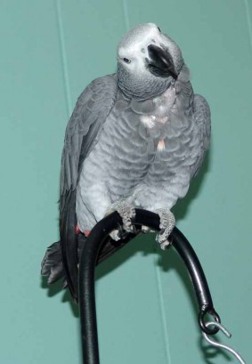 African Gray Parrot African Gray Parrot