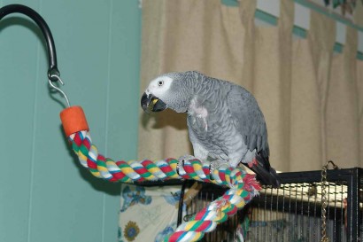 African Gray Parrot African Gray Parrot
