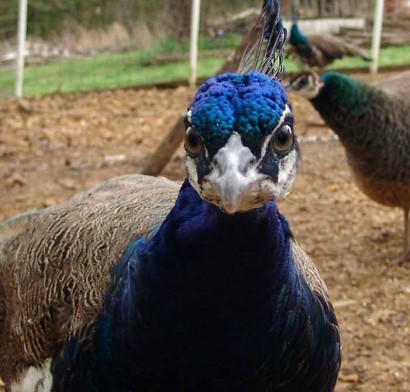 Young Peacock Young Peacock