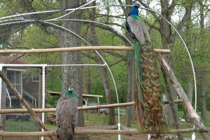 Peacock And Peahen In Aviary Peacock And Peahen In Aviary