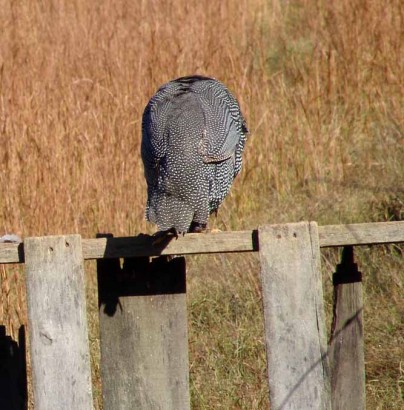 Headless Guinea Headless Guinea