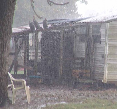 Guineas in pouring rain. Guineas in pouring rain.