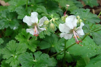 Geranium 'Biokovo' (Cranesbill)