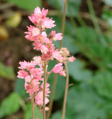 Coral Bells (Heuchera sanguinea)