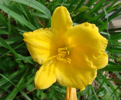 Daylily 'Stella d'Oro' 