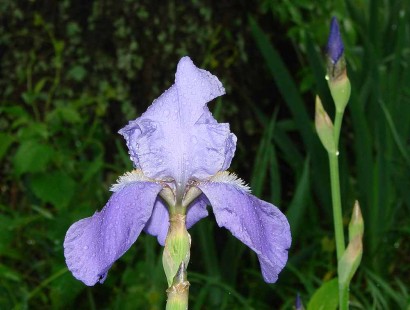 Blue Bearded Iris