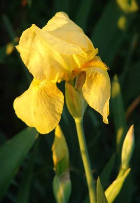 Yellow Bearded Iris