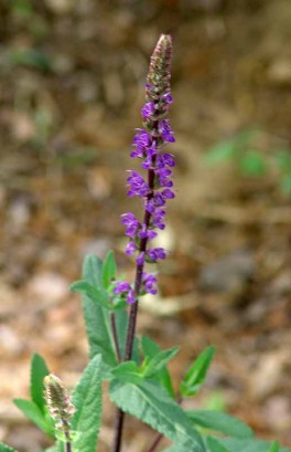 Salvia nemorosa 'Caradonna' (Blue Sage)