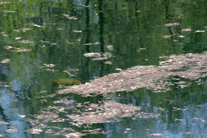 Turtle in pond.