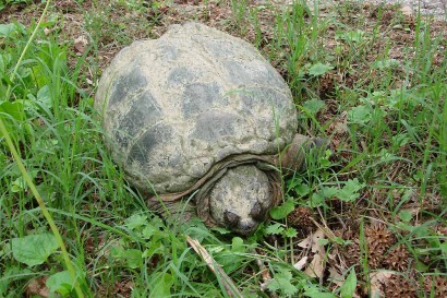 Turtle crawling towards pond.