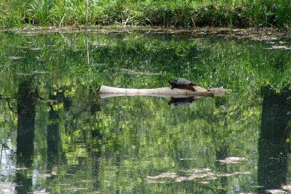 Turtle sunning on log in pond.
