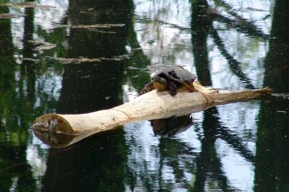 Turtle napping on log.