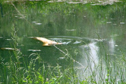 Ripples in pond where turtle jumped off log.