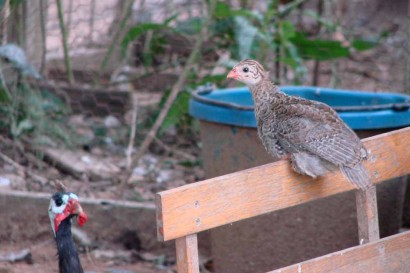Guinea with keet.