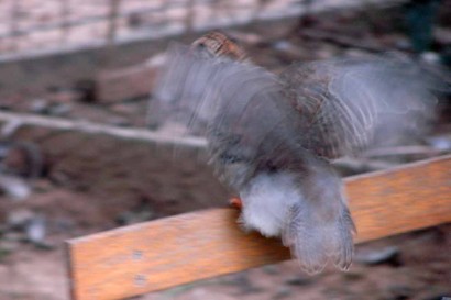 Guinea keet flapping wings.