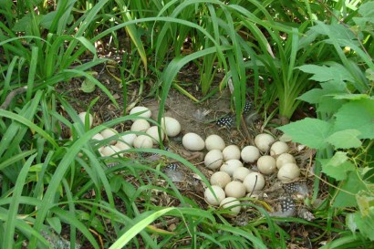 Guinea Eggs