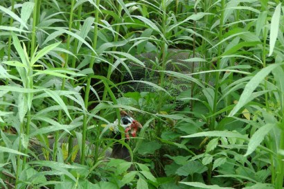 Hiding in the greenery.