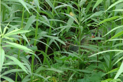 Hiding in the weeds.