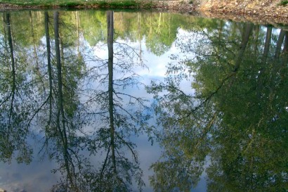 Trees reflected in water.