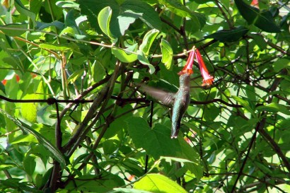 Ruby Throated Hummingbird sips nectar from Alabama Crimson Tide Honeysuckle.