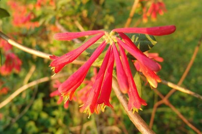 Alabama Crimson Tide Honeysuckle