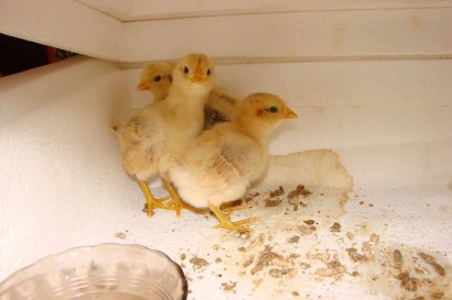 3 Hot Chicks!
