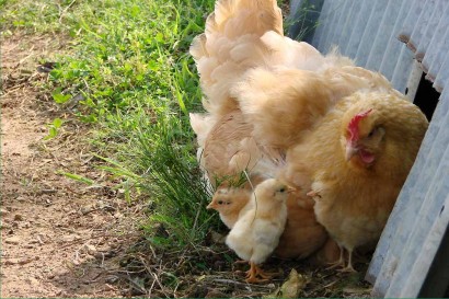 Buff Orpington and chicks.