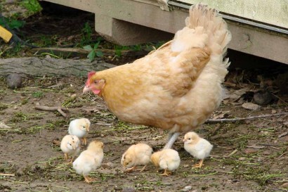 Buff Orpington hen with 6 chicks.