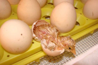 Newly hatched chick.