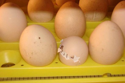Chick pecking out of egg in incubator.