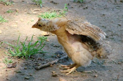 Oldest chick stretching its' wings.